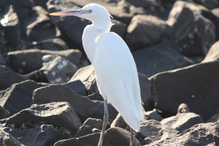 White Crane Mandvi