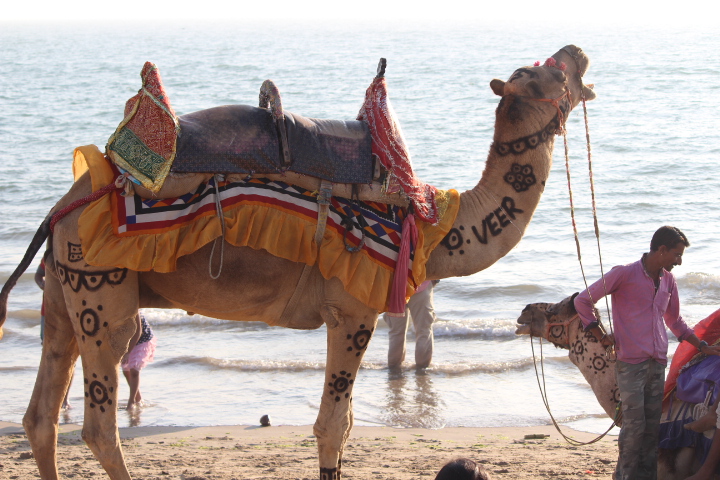 Camel at Mandvi Beach