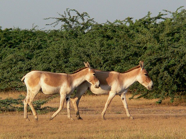 Wild Ass Sanctuary